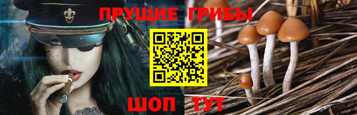 Волгодонск  Галлюциногенные грибы Cubensis  сколько стоит  Вход с VPN 